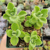 Plectranthus tomentosa - Vicks Plant