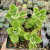 Plectranthus tomentosa - Vicks Plant
