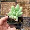 Sedeveria 'Silver Frost'