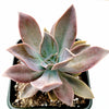 Graptoveria 'Fred Ives'