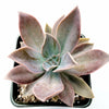 Graptoveria 'Fred Ives'
