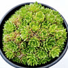 Sempervivum 'Cornelia'
