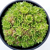 Sempervivum 'Cornelia'