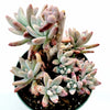 Graptosedum 'Francesco Baldi'