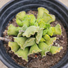 Adromischus cristatus - Crinkle Leaf Plant