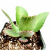 Kalanchoe daigremontiana 'Mother of Thousands'