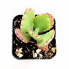 Kalanchoe daigremontiana 'Mother of Thousands'