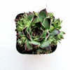 Sempervivum calcareum 'Greenii'