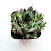 Sempervivum calcareum 'Greenii'