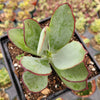 Cotyledon 'Mint Truffles'