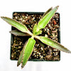 Kalanchoe tubiflora 'Mother of Millions'