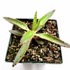 Kalanchoe tubiflora 'Mother of Millions'