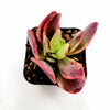 Crassula platyphylla f. Variegata