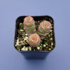 Crassula 'Baby's Necklace'