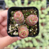 Crassula 'Baby's Necklace'