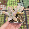 Graptosedum 'Francesco Baldi'
