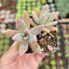 Graptosedum 'Francesco Baldi'