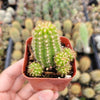 Chamaelobivia 'Rose Quartz' Peanut Cactus