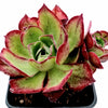 Aeonium Akafuji 'Red Fuji'