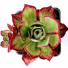 Aeonium Akafuji 'Red Fuji'