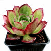 Aeonium Akafuji 'Red Fuji'