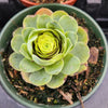 Greenovia aurea