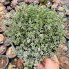 Crassula biplanata