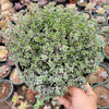 Crassula biplanata