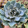 Echeveria 'Blue Frills'
