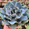 Echeveria 'Blue Frills'