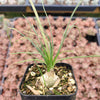 Albuca polyphylla 'Augrabies Hills'
