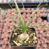 Albuca polyphylla 'Augrabies Hills'