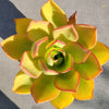 Aeonium nobile