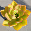 Aeonium nobile