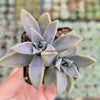 Graptopetalum paraguayense - Blue Haze