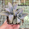 Graptopetalum paraguayense - Blue Haze