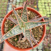 Aloe 'Pink Blush'