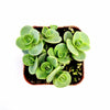 SunSparkler® Sedum 'Lime Zinger'