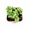 SunSparkler® Sedum 'Lime Zinger'