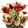 Crassula streyi 'Pondo Cliff'