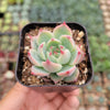Echeveria colorata