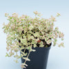 Sedum 'Little Missy'