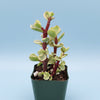 Portulacaria afra 'Elephant Bush'