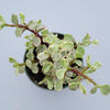 Portulacaria afra 'Elephant Bush'