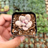 Graptopetalum amethystinum - Lavender Pebbles