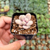 Graptopetalum amethystinum - Lavender Pebbles
