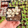 Graptopetalum amethystinum - Lavender Pebbles