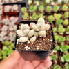 Graptopetalum amethystinum - Lavender Pebbles