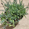 Senecio radicans Hybrid 'Fish Hooks'