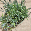 Senecio radicans Hybrid 'Fish Hooks'
